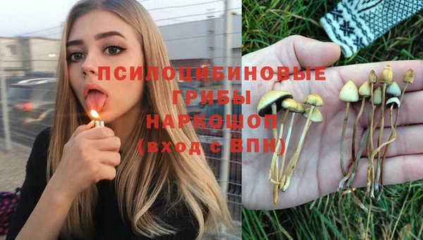 сатива Новокубанск